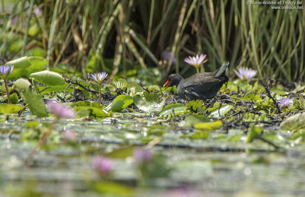 Gallinule poule-d'eau