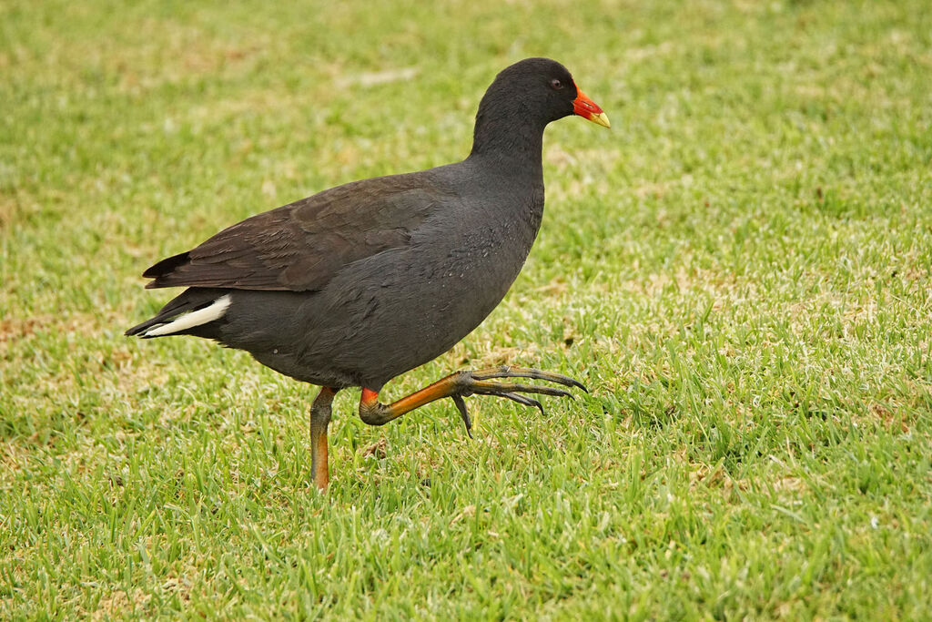 Dusky Moorhen