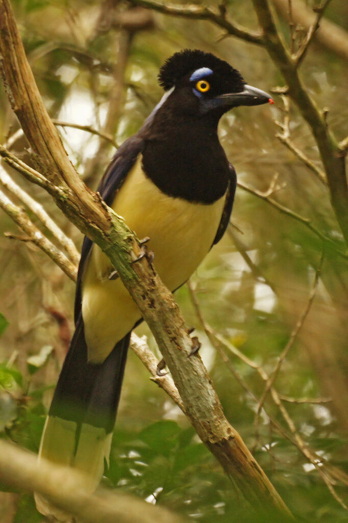 Plush-crested Jay