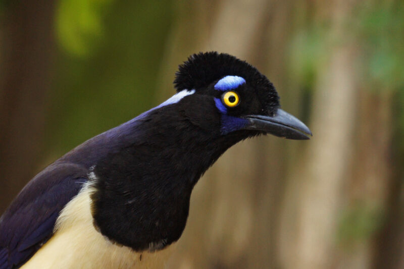 Plush-crested Jay