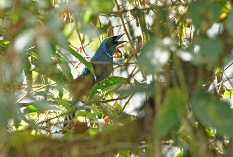 Geai indigo