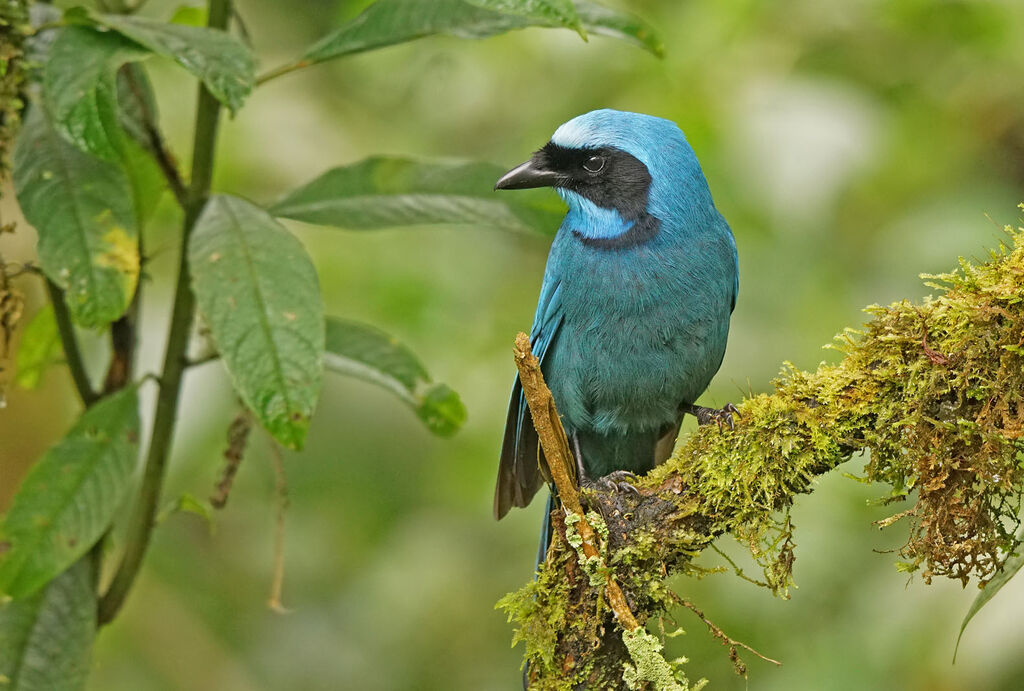 Geai turquoise