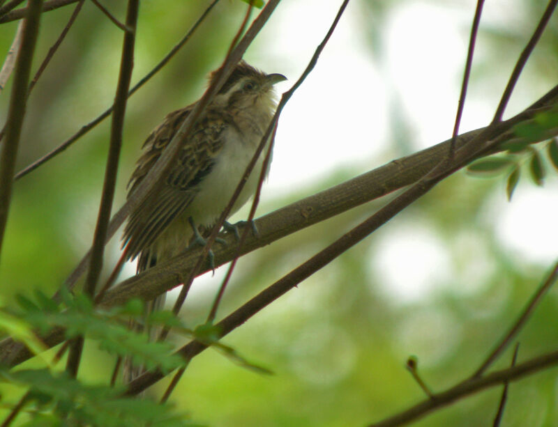 Striped Cuckoo