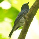 Gobemouche de Hainan