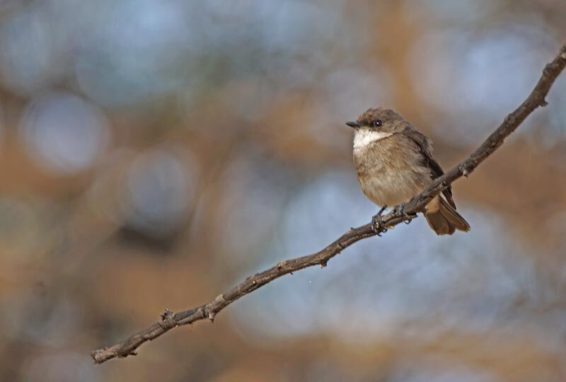 Swamp Flycatcher