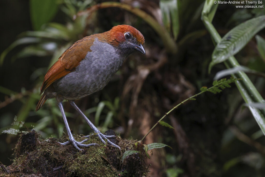 Chestnut-naped Antpitta