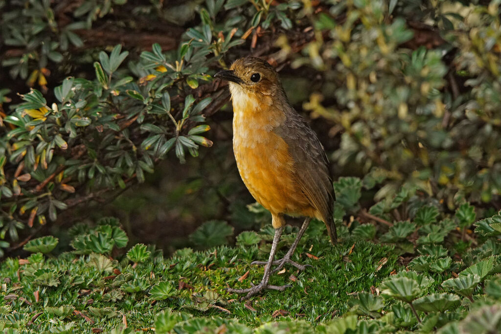 Tawny Antpitta