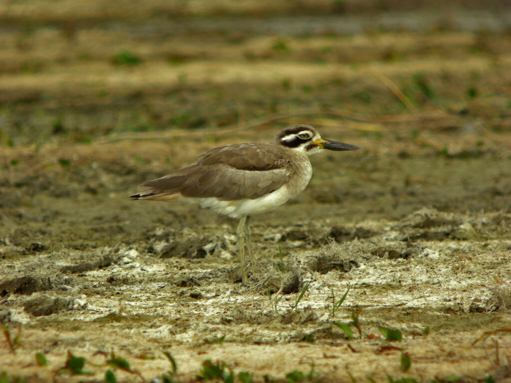 Great Stone-curlew