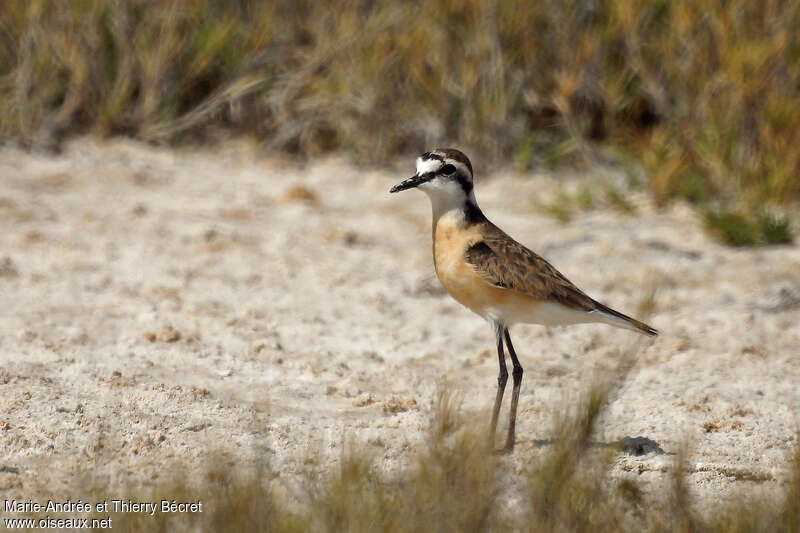 Kittlitz's Plover male adult breeding, identification
