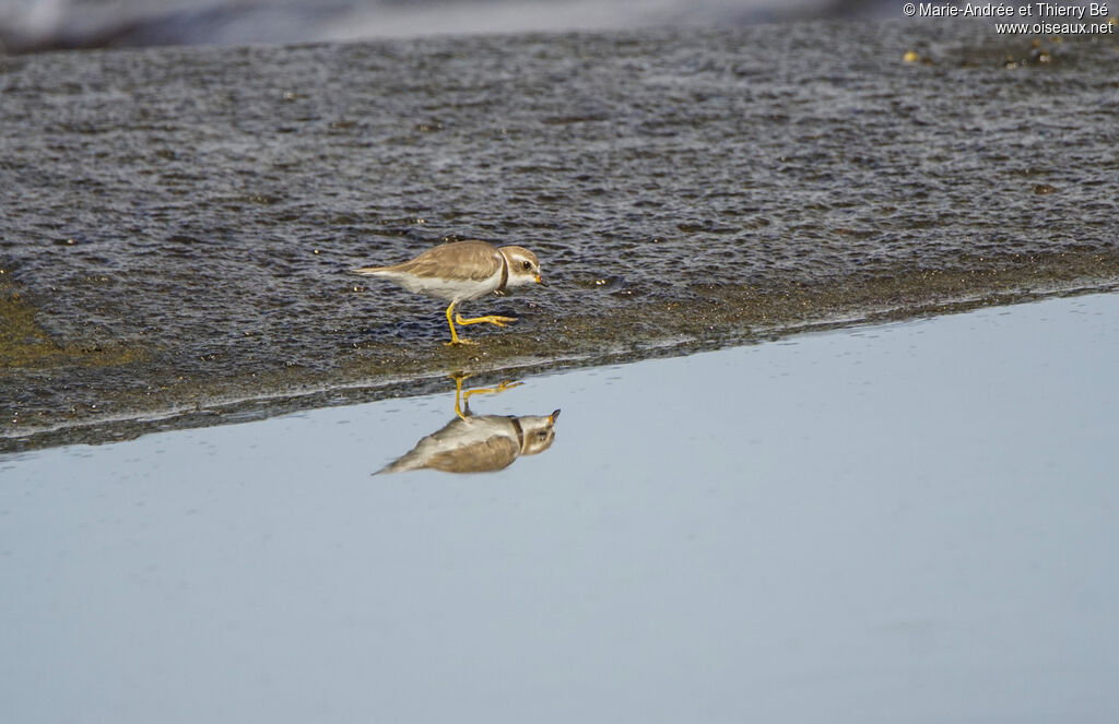 Semipalmated Plover