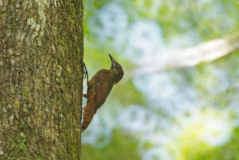 Plain-brown Woodcreeperadult, Behaviour