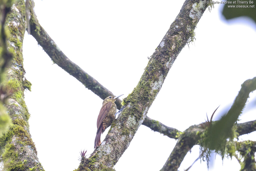Spotted Woodcreeper