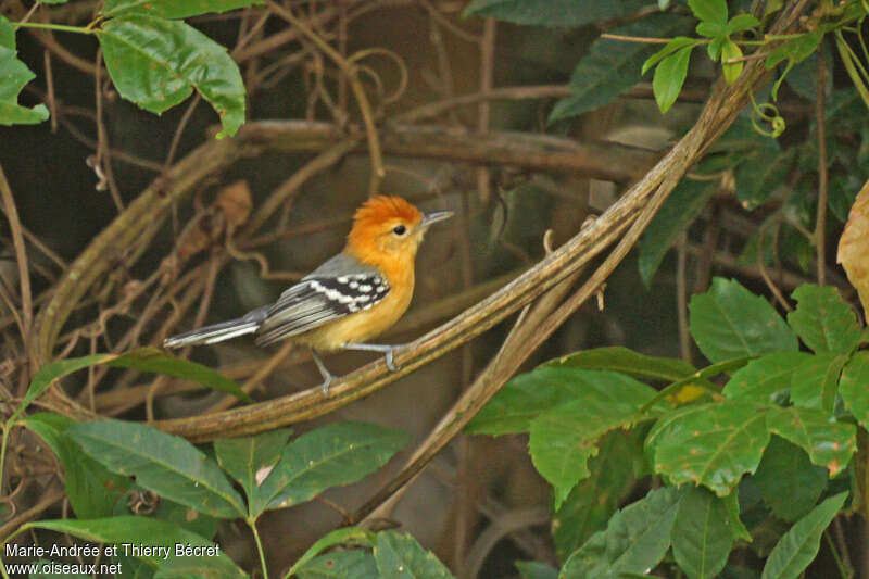 Grisin à grand bec femelle adulte, identification