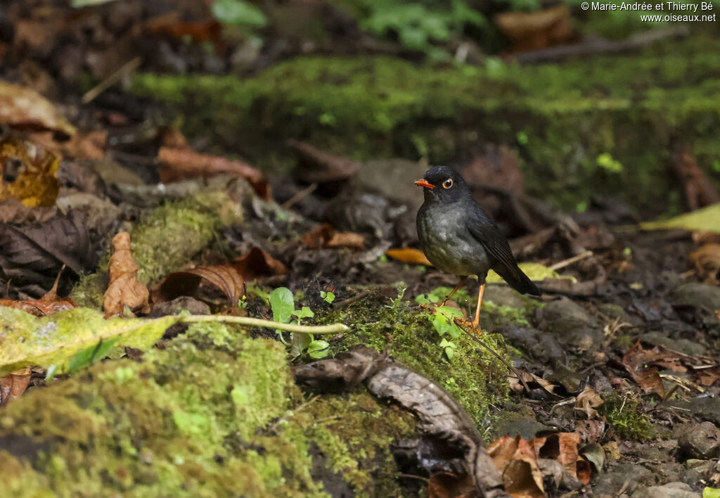 Slaty-backed Nightingale-Thrush