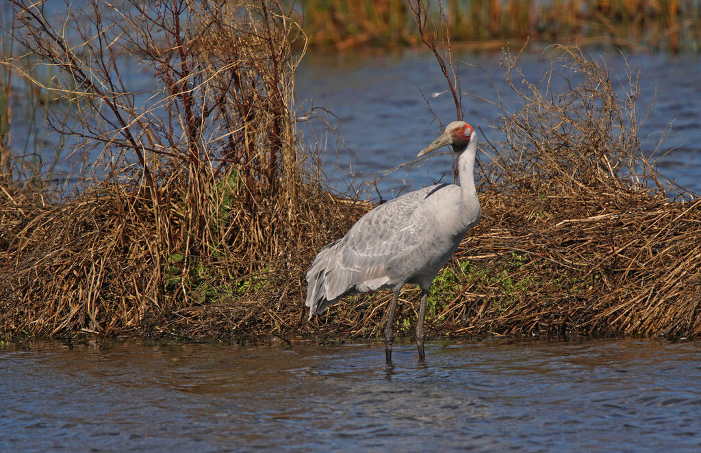 Brolga