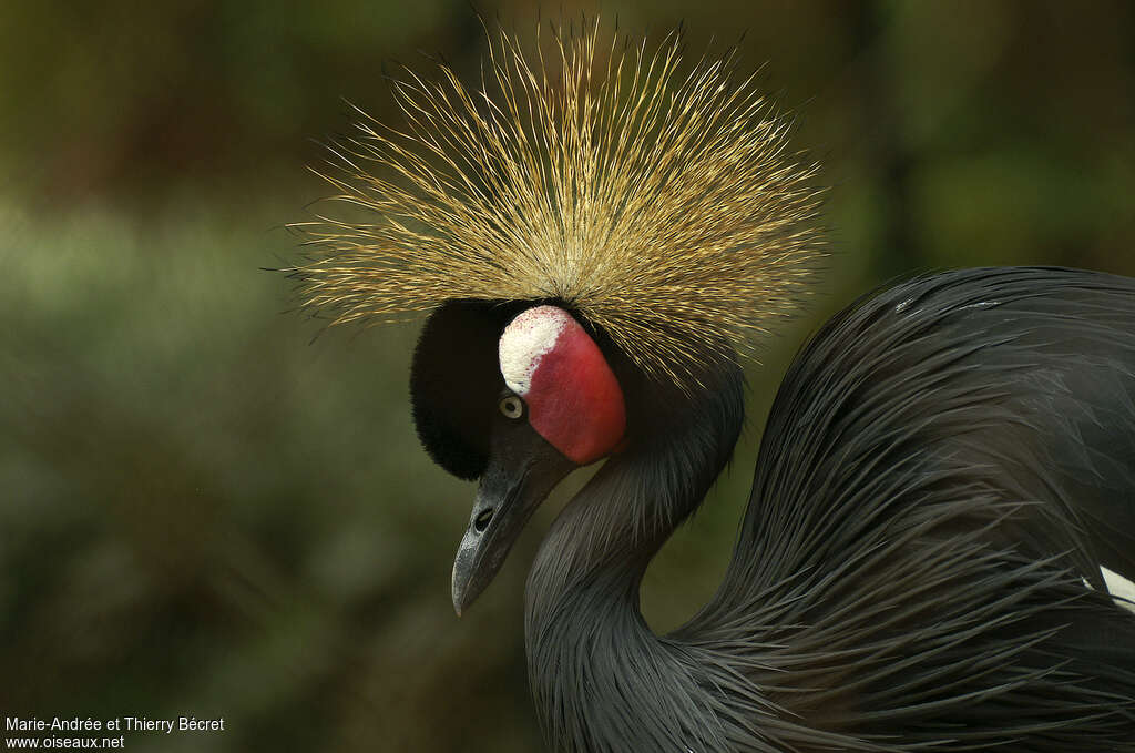 Black Crowned Craneadult, close-up portrait