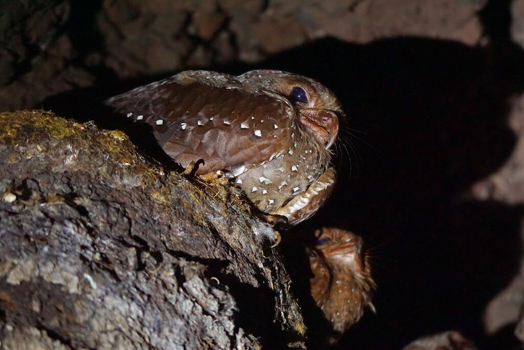Guacharo des cavernes