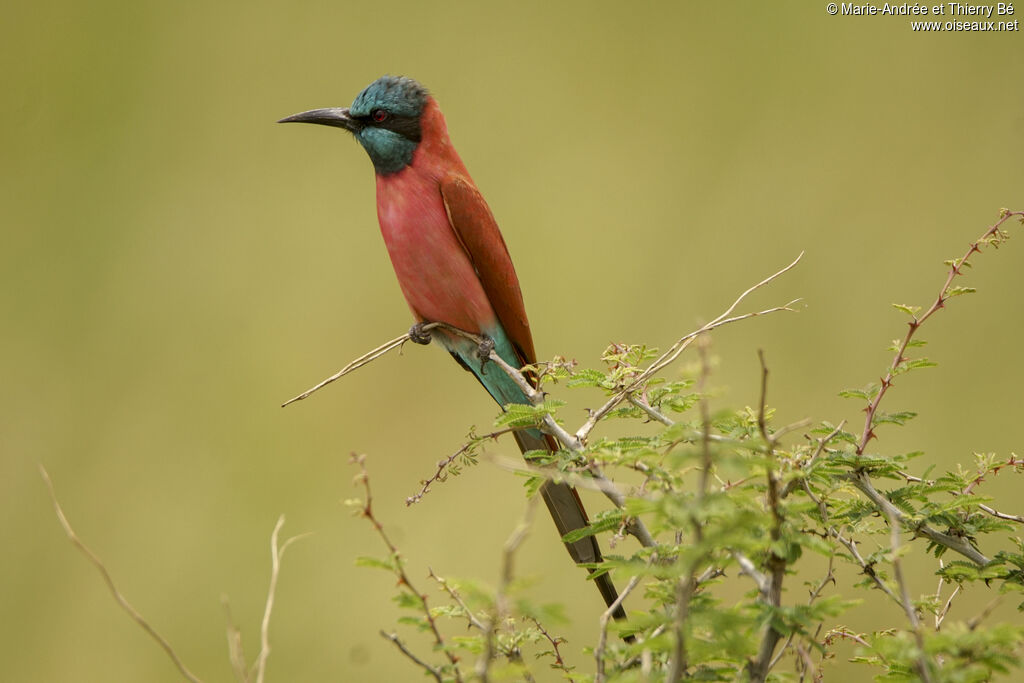 Northern Carmine Bee-eater
