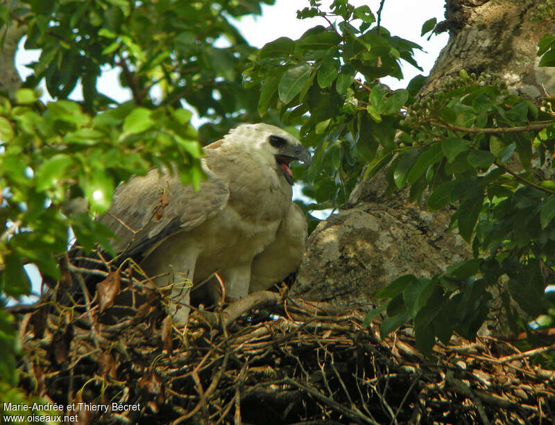 Harpy Eaglejuvenile, close-up portrait, Reproduction-nesting