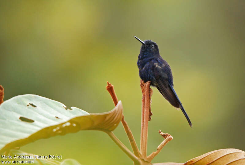 Royal Sunangel male adult, identification