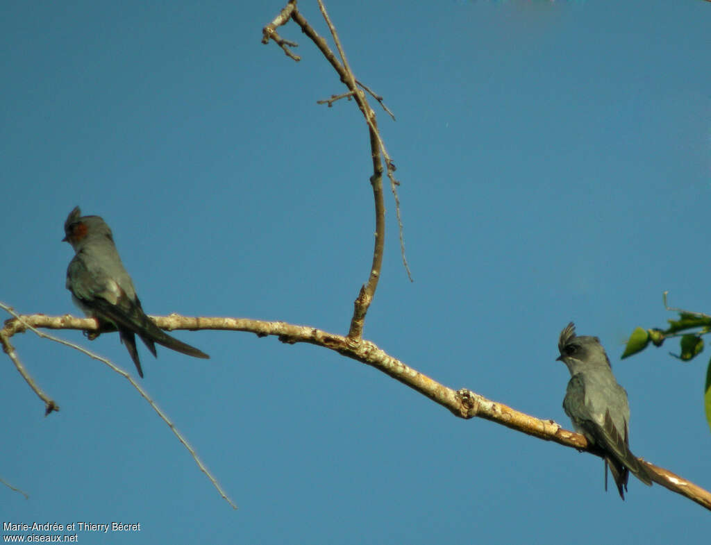 Crested Treeswift female adult