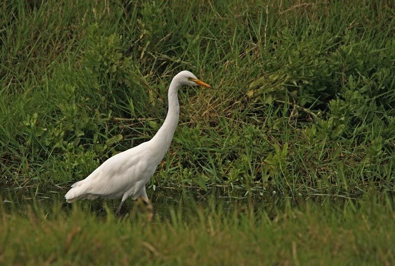 Yellow-billed Egret