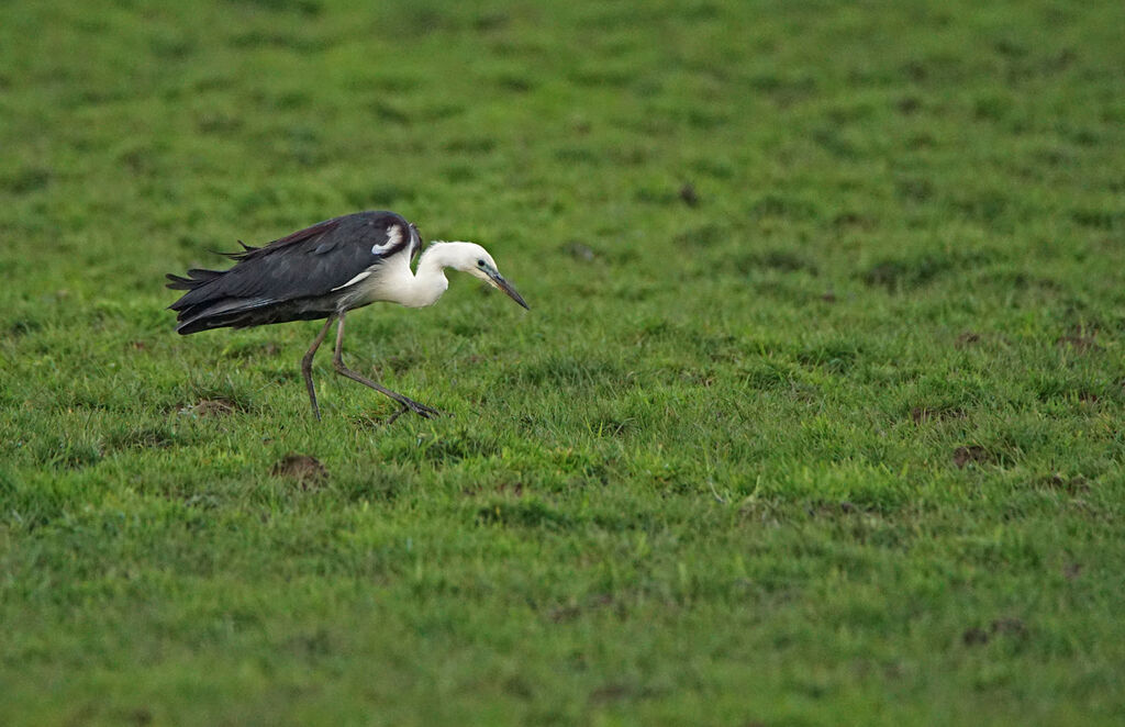 White-necked Heron