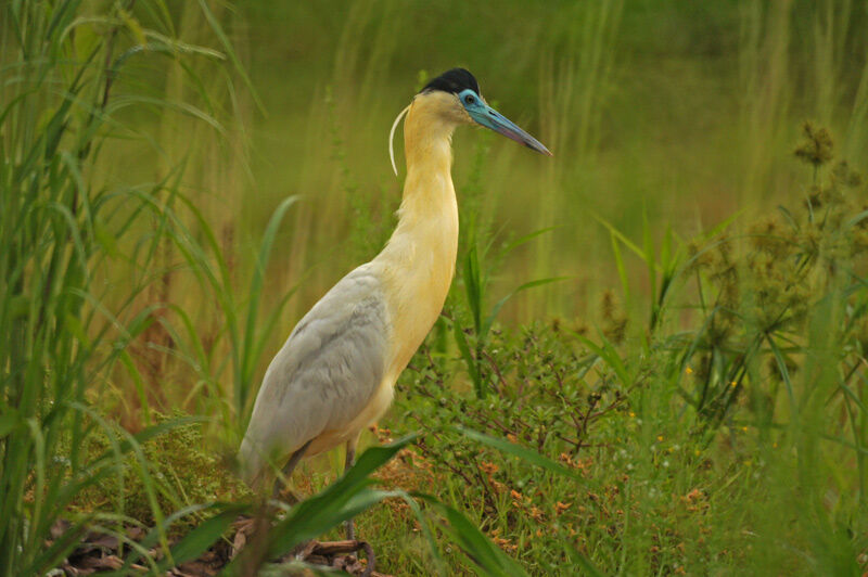 Capped Heron