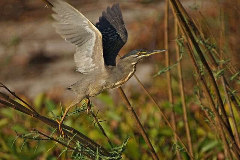 Héron des mangroves
