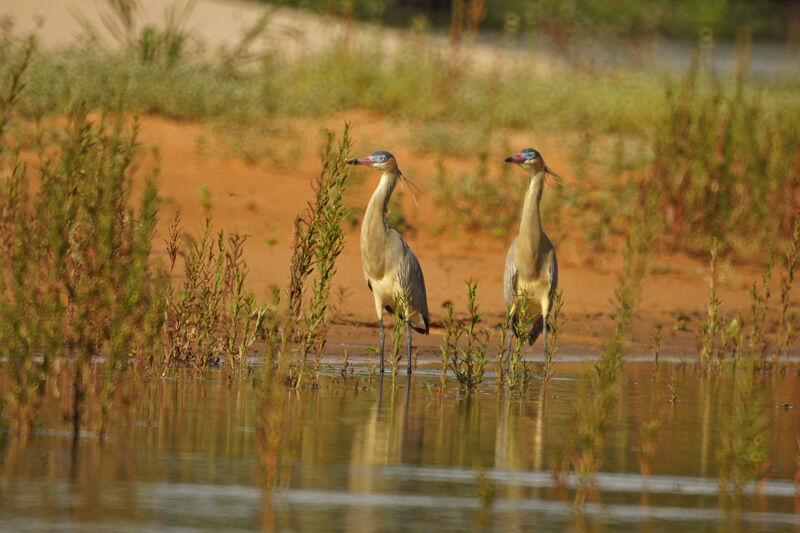 Whistling Heron