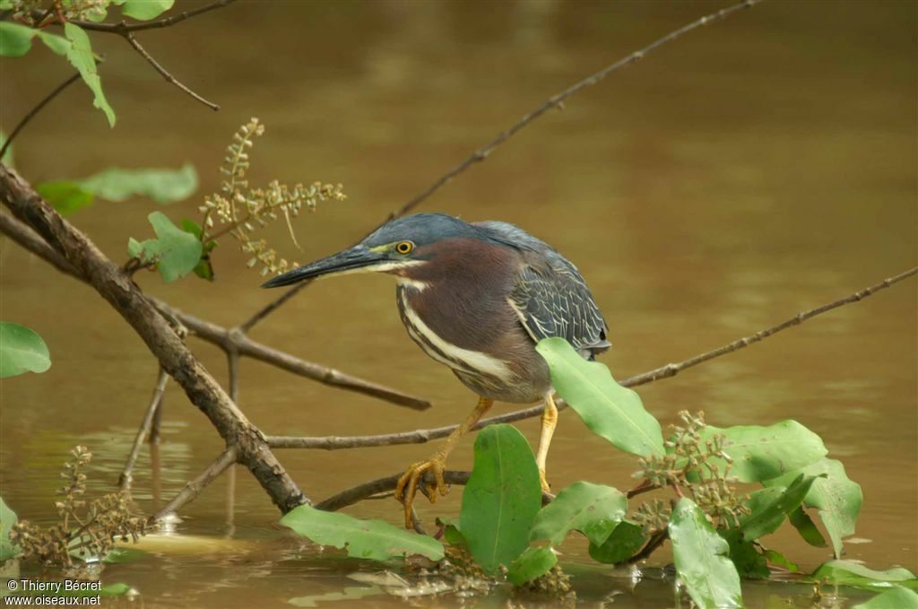 Green Heron