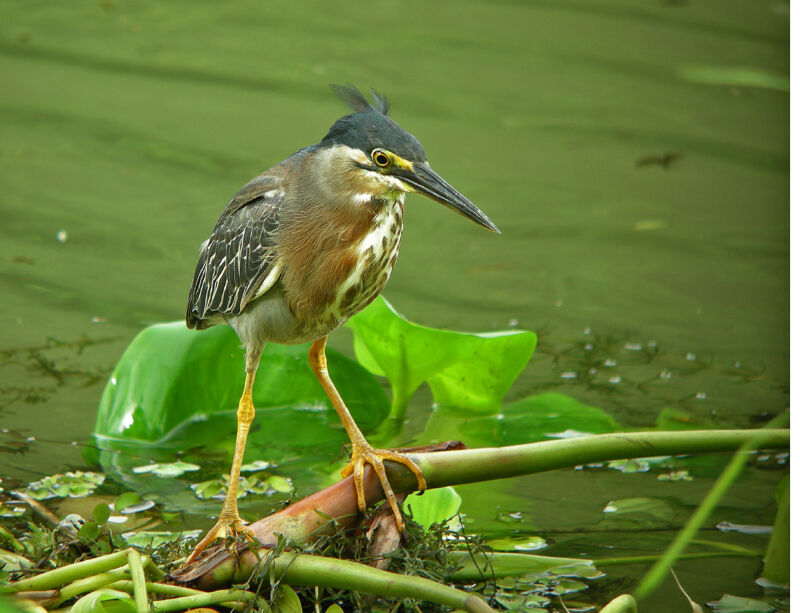 Green Heron