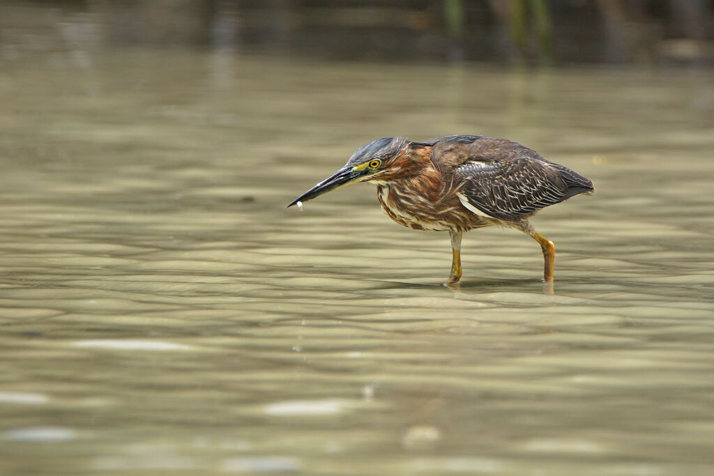 Green Heron