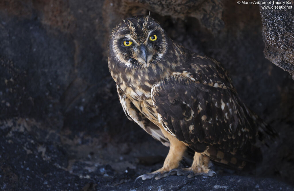 Short-eared Owl
