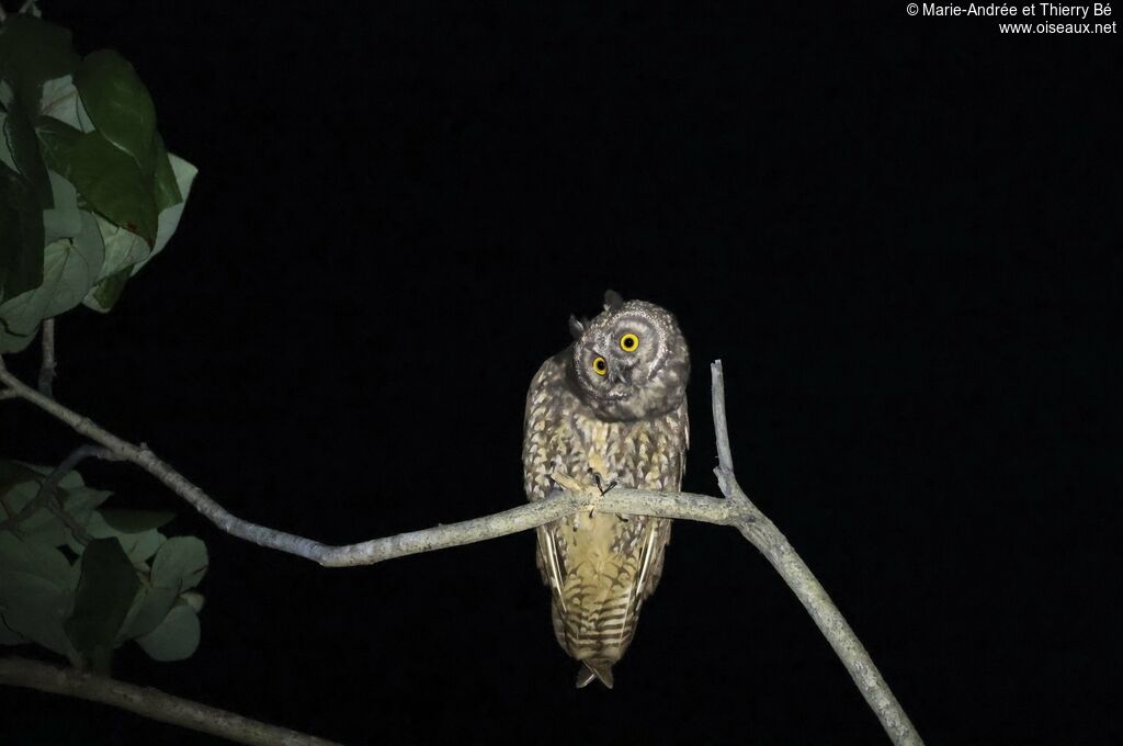 Stygian Owl