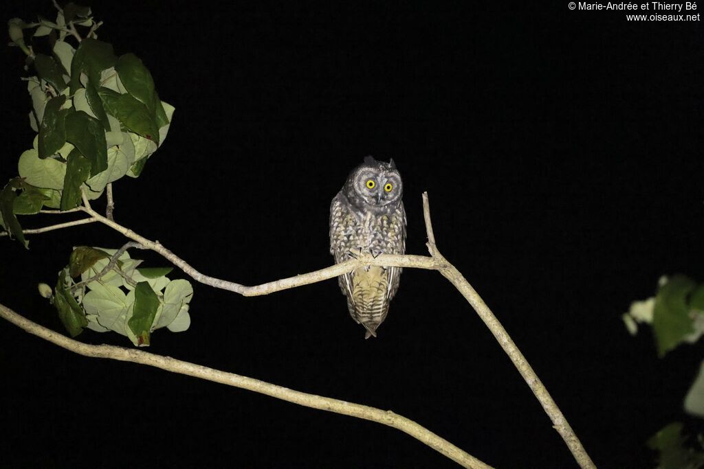 Stygian Owl
