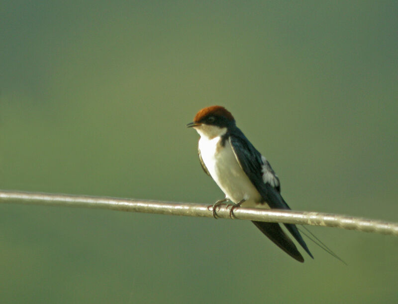 Hirondelle à longs brins