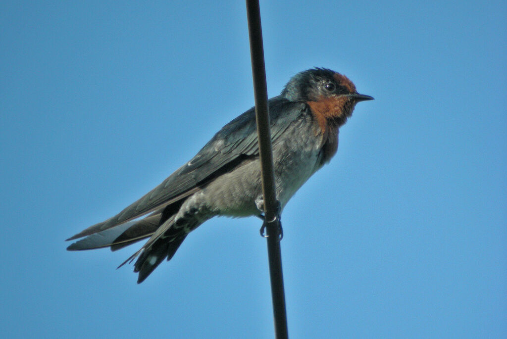 Hirondelle des Nilgiri