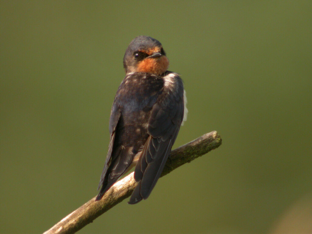 Hirondelle rustique