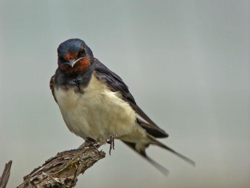 Barn Swallow