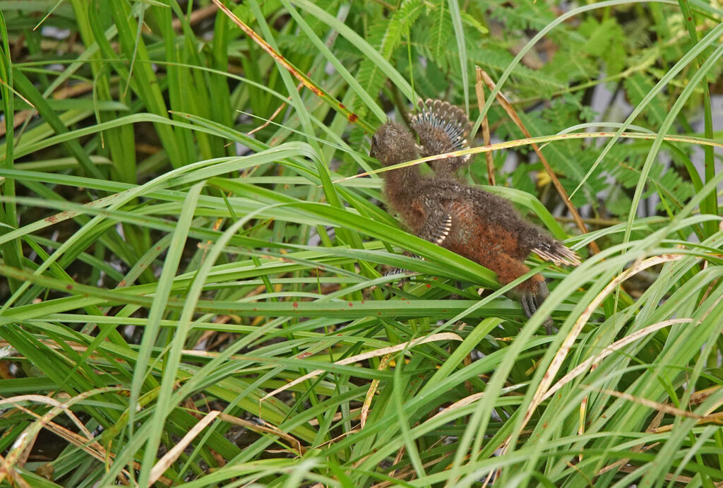 Hoazin huppéPoussin
