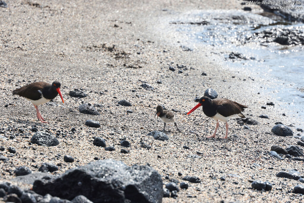 American Oystercatcher