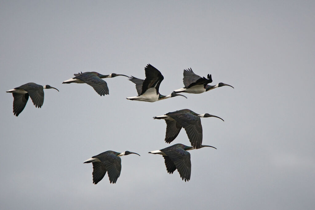 Ibis d'Australie, Vol