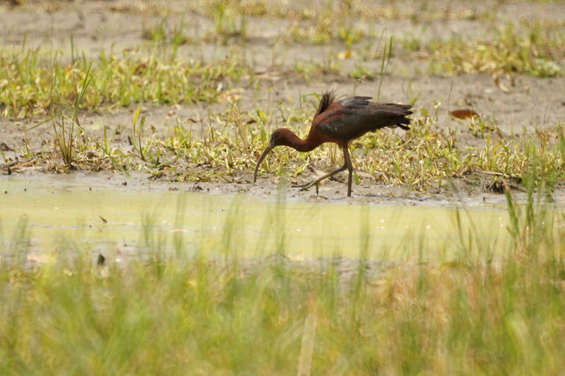Glossy Ibis