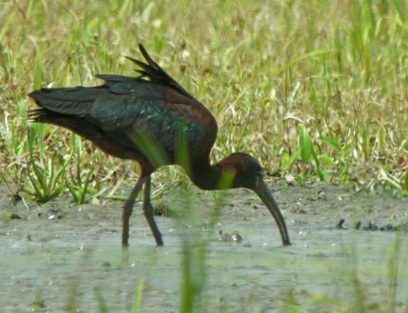 Glossy Ibis