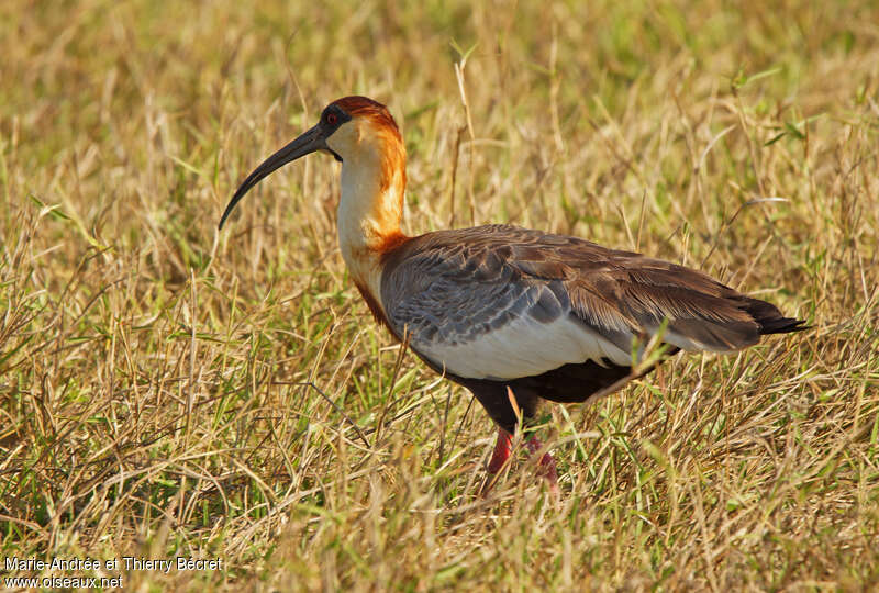 Buff-necked Ibisadult