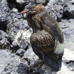 Héron des Galapagos