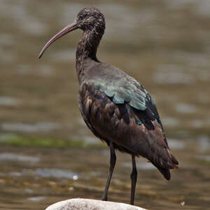 Ibis de Ridgway