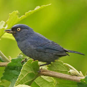 Percefleur glauque