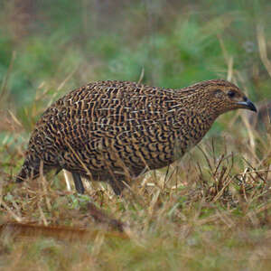 Perdrix de Madagascar